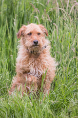 portrait of griffon dog living in belgium