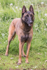 portrait of belgium shepherd dog type malinois living in belgium