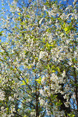 cherry, cherrytree, spring, blossom, tree, flower, nature, white, cherry, branch, flowers, bloom, garden, blooming, apple, green, season, sky, beauty, plant, blue, beautiful, plum, flora, leaf, petal