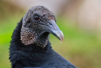 Vulture closeup head shot