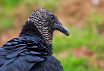 Vulture closeup head shot