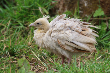 Young Peacock chick