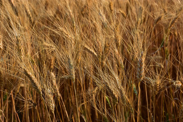 Wheat crop near ready to harvest in warm light near sunset.