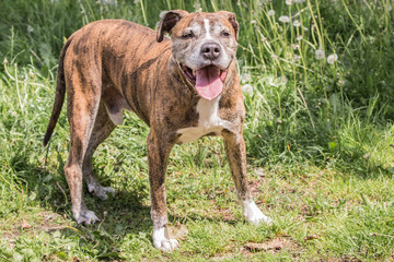 Portrait of American Staffordshire Terrier dog living in belgium