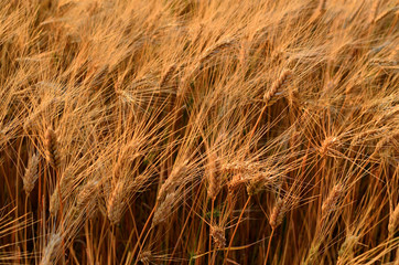 Wheat crop near ready to harvest in warm light near sunset.