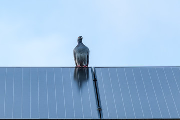 Homing pigeon on solar panel at the top of the roof.