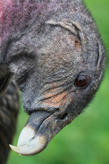 Naklejka premium Vulture closeup head shot