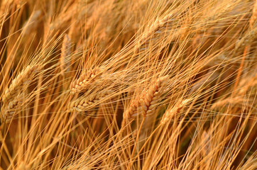 Wheat crop near ready to harvest in warm light near sunset.