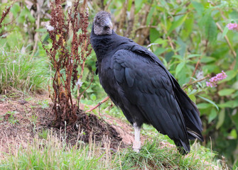 Vulture stood on the ground