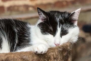 portrait of european cat living in belgium