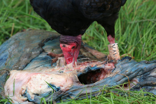 Turkey Vulture feasting on dead meat