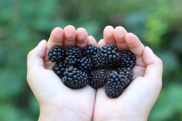 Blackberry in hands  of a child. - 218270900