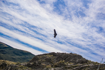 Andean Condor in the sky