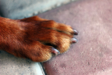 dog animal pet paw red brown cute puppy nature wild irish setter