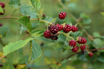 Branch with blackberries in the forest.