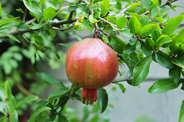 A ripening fruit of the Punica pomegranate on a tree branch in the courtyard of a private house. Republic of Crimea