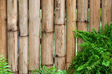 Bamboo wall with leaves fern plants,Bamboo plants for frame background