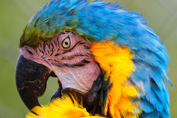 Fototapeta premium Macaw head portrait