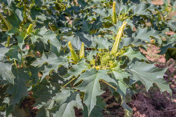Buds and seed capsules of a  Jimsonweed plant in sunlight from close