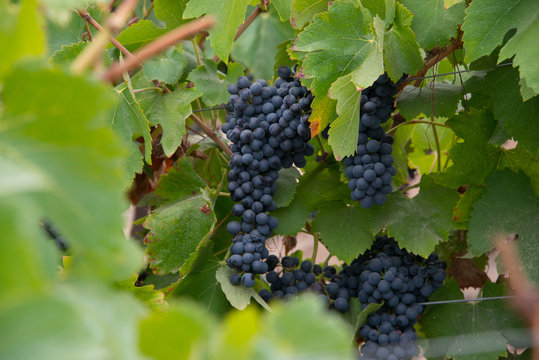 vi&ntilde;as de chile