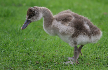 Goose walking on grass