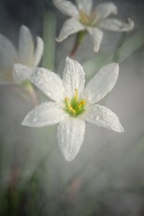 Fototapeta premium Tenderness in flowers!