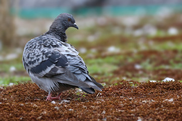 Pigeon on the ground