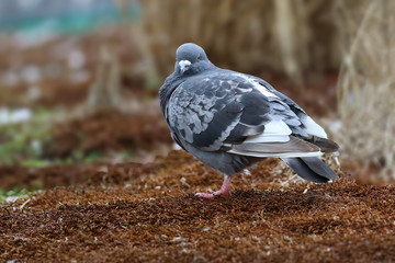 Pigeon on the ground