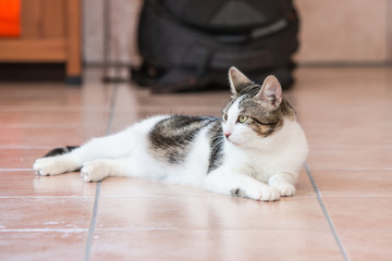 Portrait of european cat living in belgium