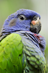 Blue green Parrot