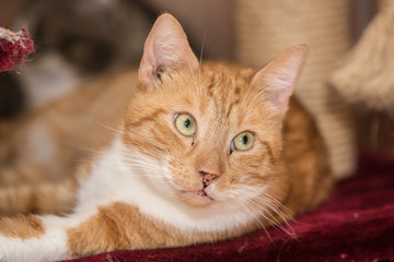 Portrait of european cat living in belgium