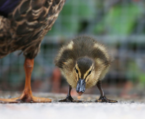 Mallard duckling walking forward