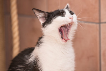 Portrait of european cat living in belgium