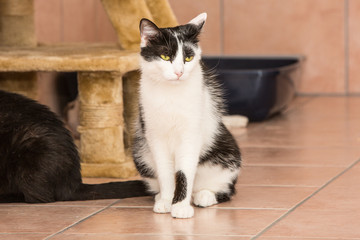 Portrait of european cat living in belgium