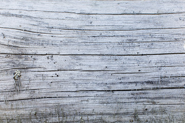 Naklejka premium Wood natural texture