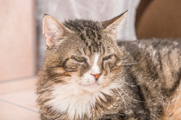 Portrait of european cat living in belgium