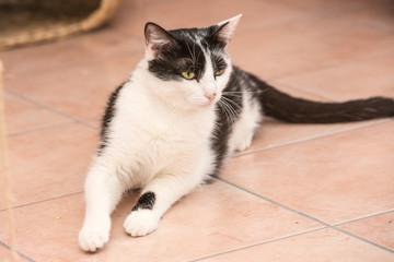 Portrait of european cat living in belgium