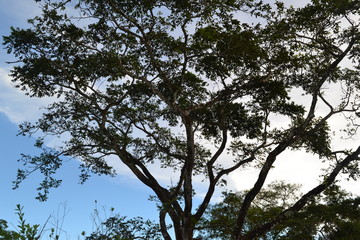 Naturaleza
