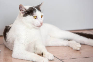 Portrait of european cat living in belgium