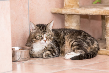 Portrait of european cat living in belgium