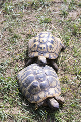 Zwei Schildkröten im Liebesrausch