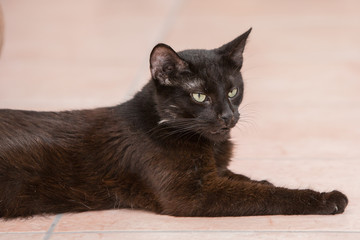 Portrait of european cat living in belgium