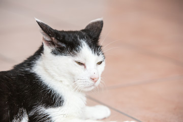 Portrait of european cat living in belgium