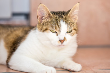 Portrait of european cat living in belgium