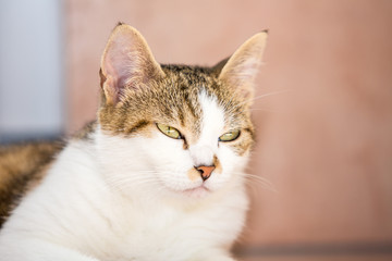 Portrait of european cat living in belgium