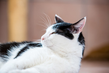 Portrait of european cat living in belgium