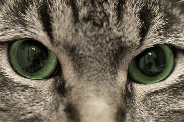 green cat eyes