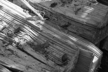 Chopped pine firewood close-up black-and-white