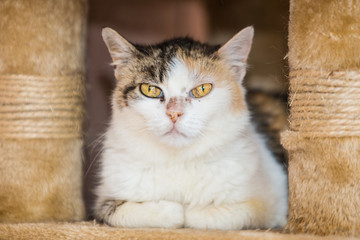 Obraz premium Portrait of european cat living in belgium