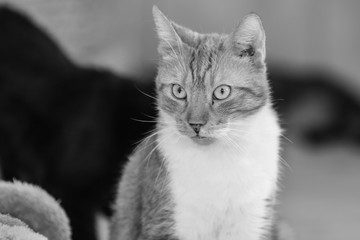 Portrait of european cat living in belgium